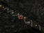 Bloodmoon Omen