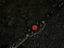 Red Devil's Eye
